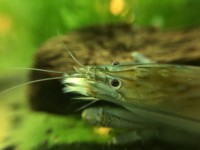 /album/fotogalerij/foto-16-08-17-19-05-42-preview-jpeg/